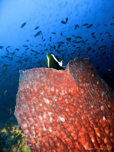 Barrel sponge at Batu Bolong, Komodo by Brian Mayes 